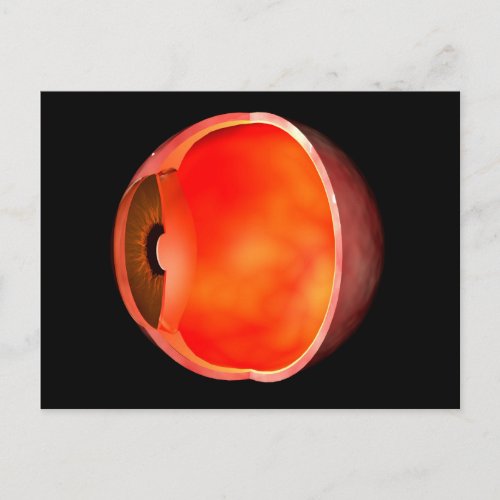 Conceptual Image Of Human Eye Cross Section 2 Postcard