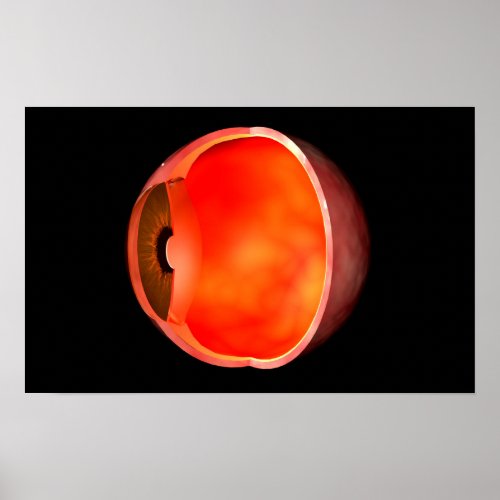 Conceptual Image Of Human Eye Cross Section 2 Poster