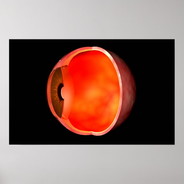 Conceptual Image Of Human Eye Cross Section 2 Poster (Front)
