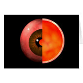 Conceptual Image Of Human Eye Cross Section 3 (Front Horizontal)