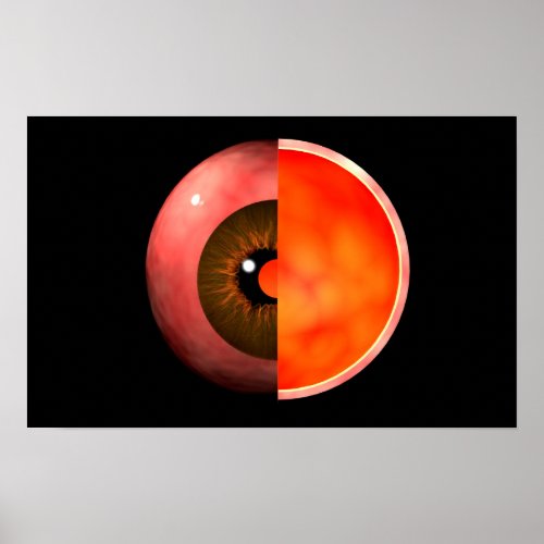 Conceptual Image Of Human Eye Cross Section 3 Poster
