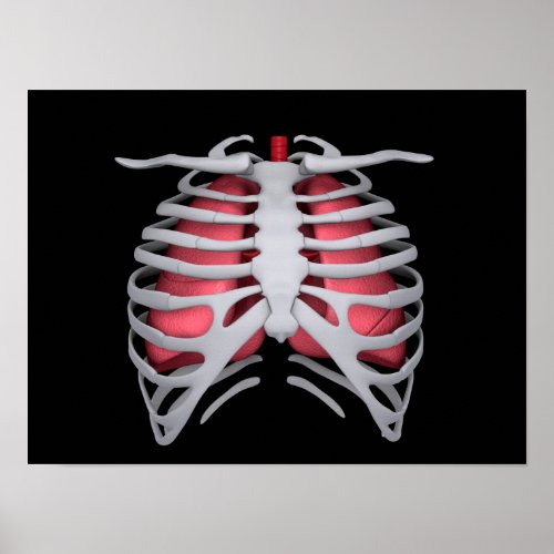 Conceptual Image Of Human Lungs And Rib Cage 1 Poster