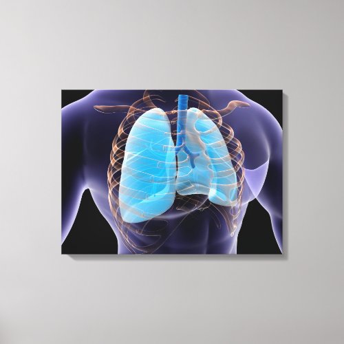 Conceptual Image Of Human Lungs And Rib Cage 2 Canvas Print