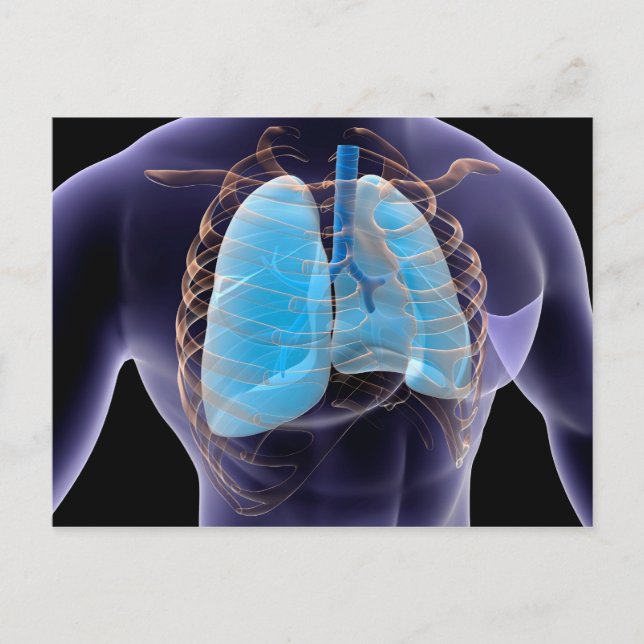 Conceptual Image Of Human Lungs And Rib Cage 2 Postcard (Front)