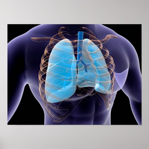 Conceptual Image Of Human Lungs And Rib Cage 2 Poster