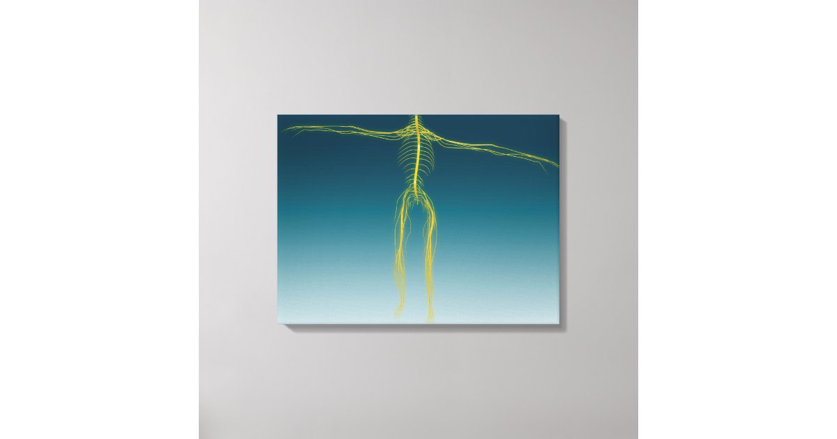 Conceptual Image Of Human Nervous System 1 Canvas Print | Zazzle
