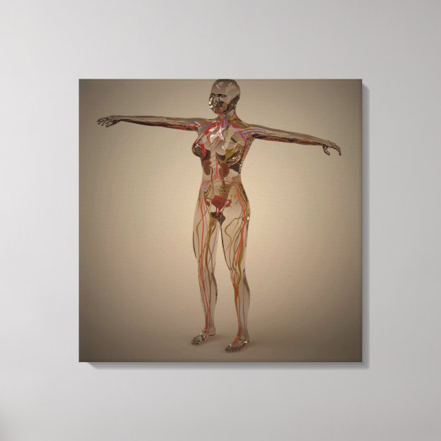 Conceptual Image Of Human Nervous System 2 Canvas Print (Front)