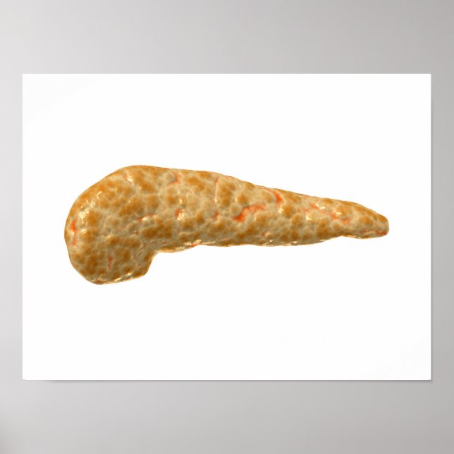 Conceptual Image Of Human Pancreas Poster (Front)