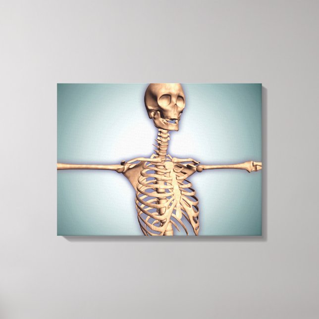 Conceptual Image Of Human Rib Cage And Spinal Canvas Print (Front)