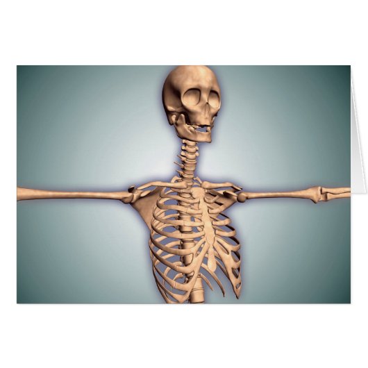 Conceptual Image Of Human Rib Cage And Spinal Cards (Front Horizontal)