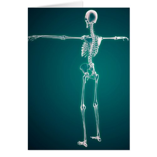 Conceptual Image Of Human Skeletal System