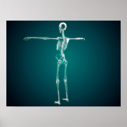 Conceptual Image Of Human Skeletal System Poster