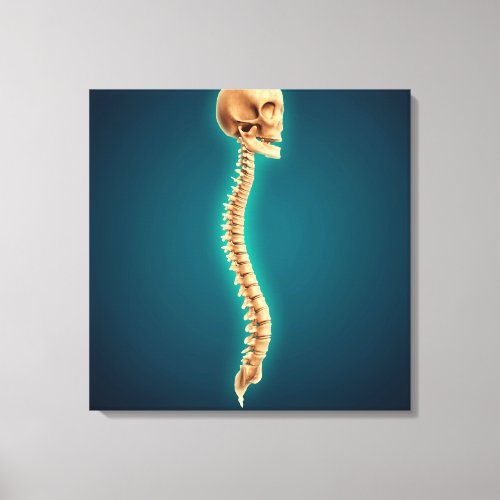 Conceptual Image Of Human Skull  Spinal Cord 1 Canvas Print