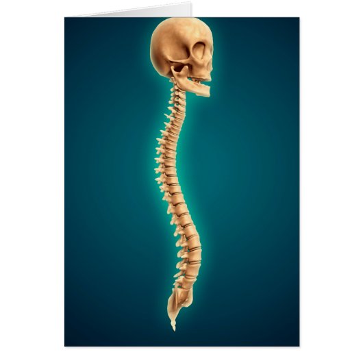 Conceptual Image Of Human Skull & Spinal Cord 1 Cards (Front)