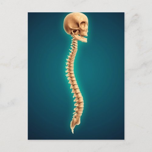 Conceptual Image Of Human Skull  Spinal Cord 1 Postcard