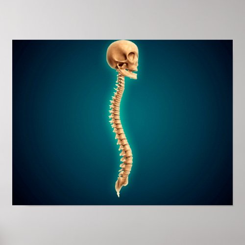 Conceptual Image Of Human Skull  Spinal Cord 1 Poster