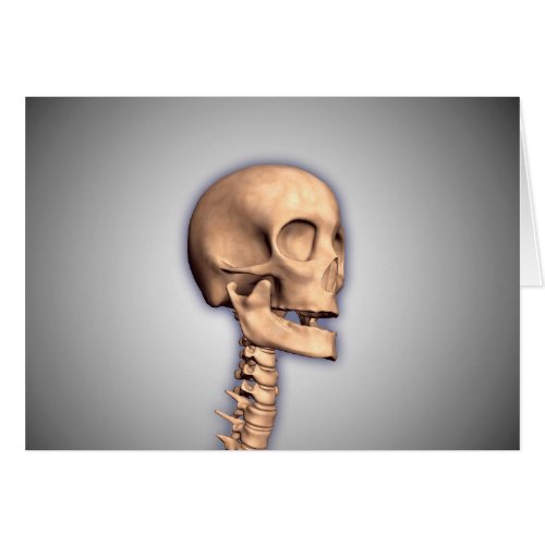 Conceptual Image Of Human Skull  Spinal Cord 2