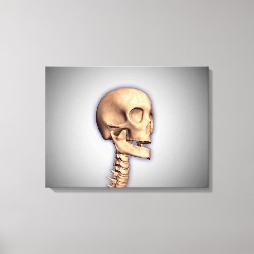 Conceptual Image Of Human Skull  Spinal Cord 2 Canvas Print