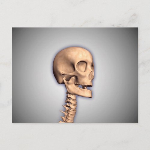 Conceptual Image Of Human Skull  Spinal Cord 2 Postcard