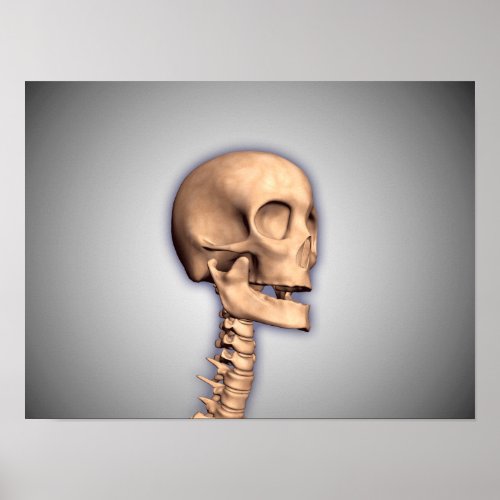 Conceptual Image Of Human Skull  Spinal Cord 2 Poster