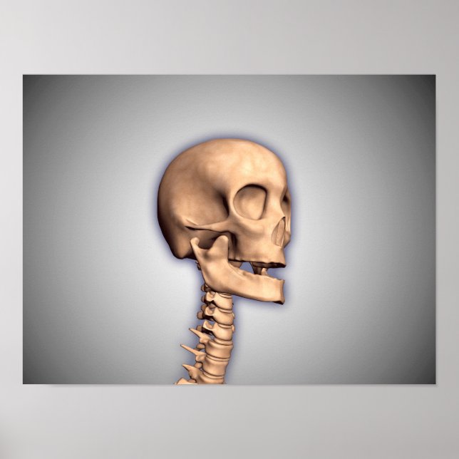 Conceptual Image Of Human Skull & Spinal Cord 2 Poster (Front)