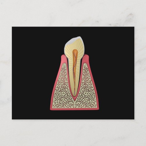 Conceptual Image Of Human Tooth 2 Postcard