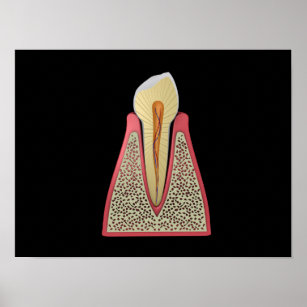 Conceptual Image Of Human Tooth 2 Poster