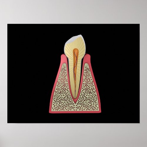 Conceptual Image Of Human Tooth 2 Poster