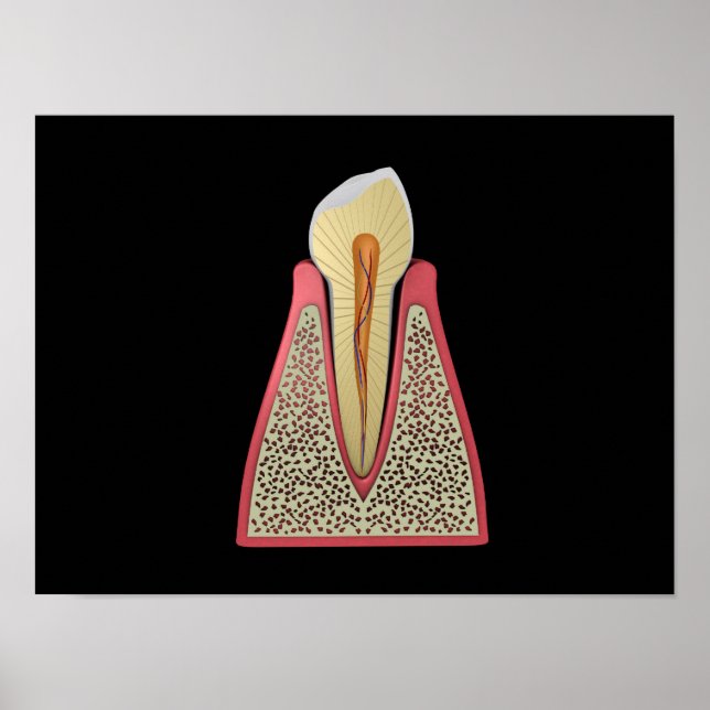 Conceptual Image Of Human Tooth 2 Poster (Front)