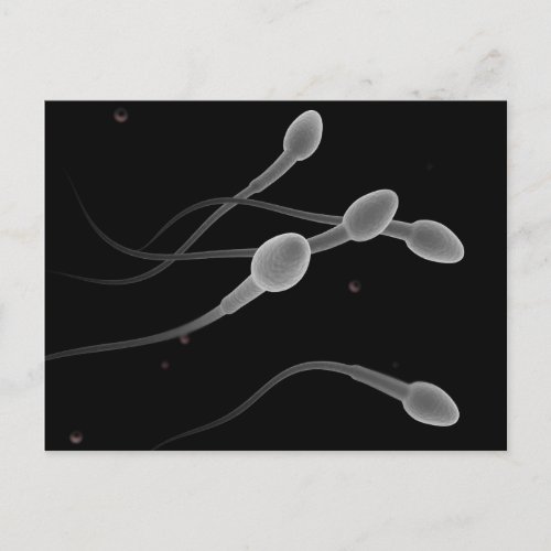 Conceptual Image Of Male Sperm Postcard