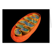 Conceptual Image Of Mitochondria 3 (Front Horizontal)