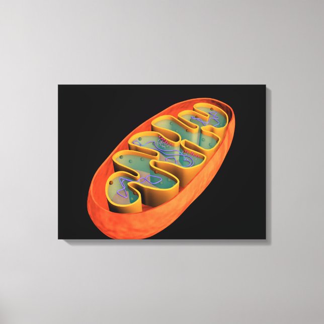 Conceptual Image Of Mitochondria 3 Canvas Print (Front)