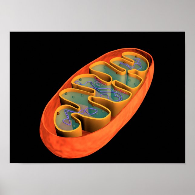Conceptual Image Of Mitochondria 3 Poster (Front)