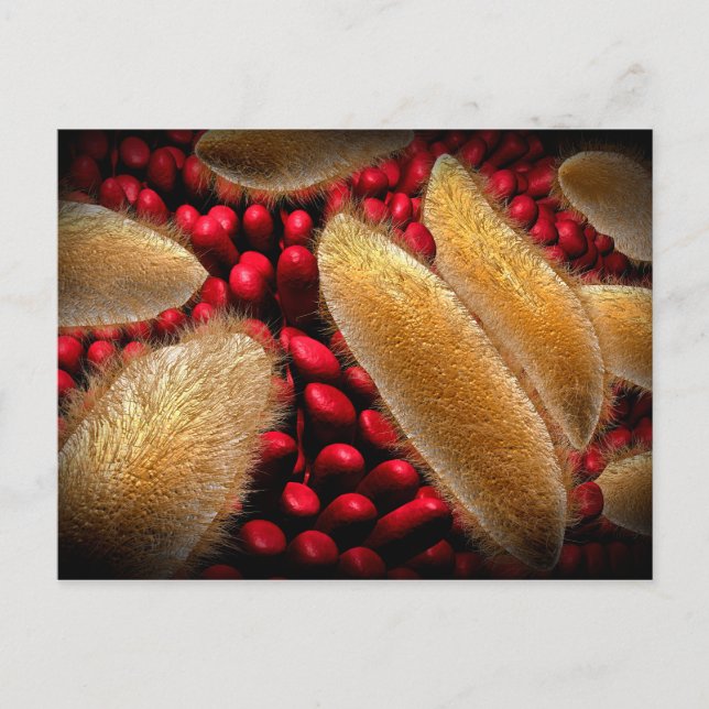 Conceptual Image Of Paramecium 1 Postcard (Front)