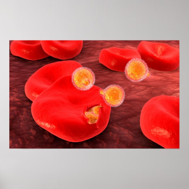 Conceptual Image Of Paramecium 2 Poster (Front)