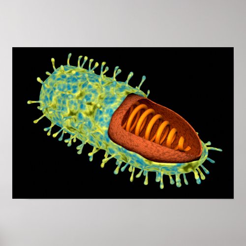 Conceptual Image Of Rabies Virus 3 Poster