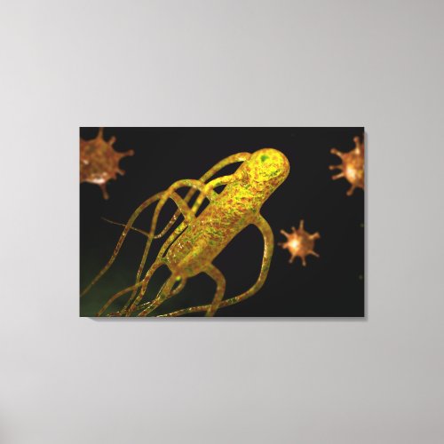 Conceptual Image Of Salmonella Typhi 1 Canvas Print