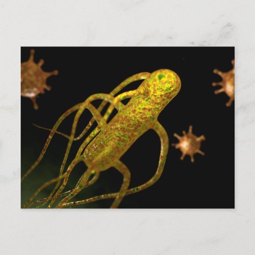 Conceptual Image Of Salmonella Typhi 1 Postcard