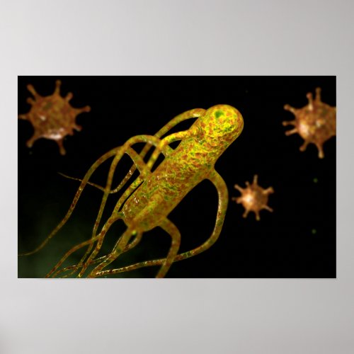 Conceptual Image Of Salmonella Typhi 1 Poster