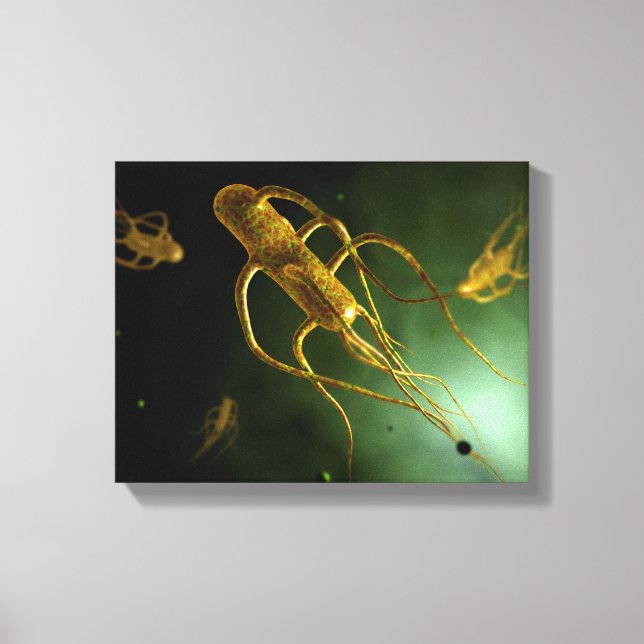 Conceptual Image Of Salmonella Typhi 2 Canvas Print (Front)