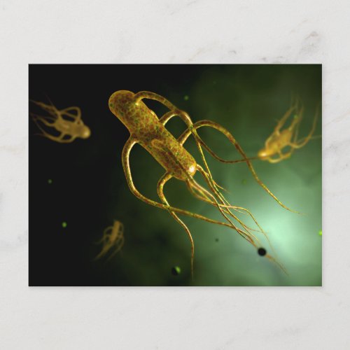 Conceptual Image Of Salmonella Typhi 2 Postcard