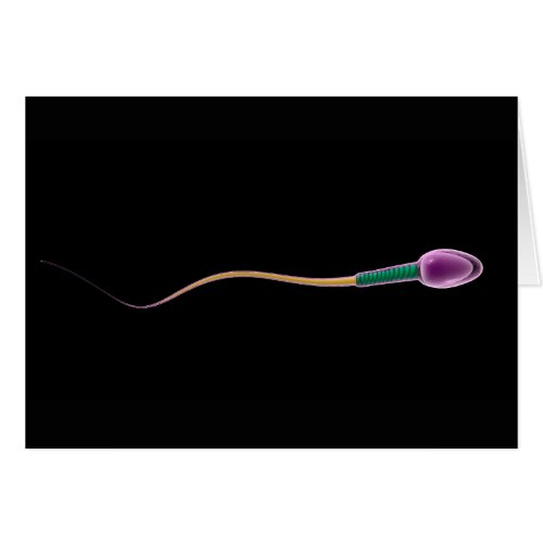 Conceptual Image Of Sperm Anatomy