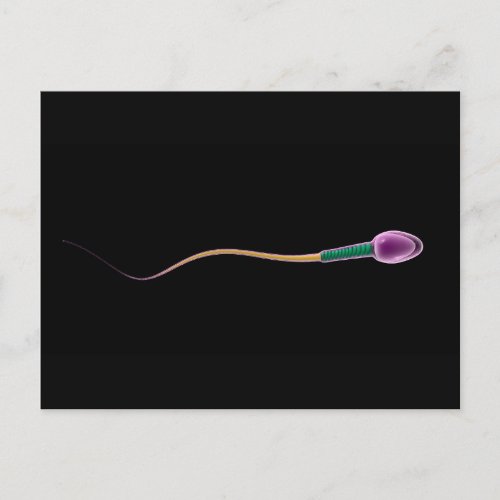 Conceptual Image Of Sperm Anatomy Postcard