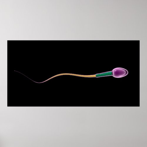 Conceptual Image Of Sperm Anatomy Poster