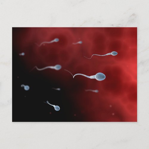 Conceptual Image Of Sperm Inside Fallopian Tube Postcard