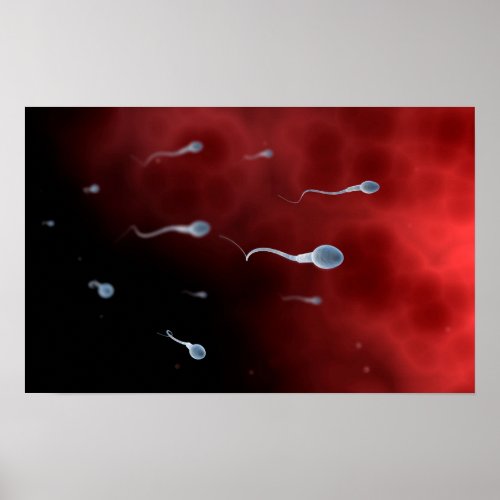 Conceptual Image Of Sperm Inside Fallopian Tube Poster