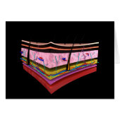 Conceptual Image Of The Layers Of Human Skin 1 (Front Horizontal)