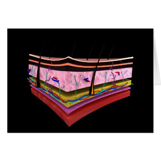 Conceptual Image Of The Layers Of Human Skin 1 (Front Horizontal)