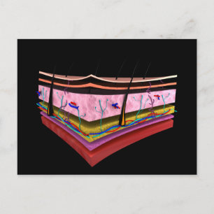 Conceptual Image Of The Layers Of Human Skin 1 Postcard