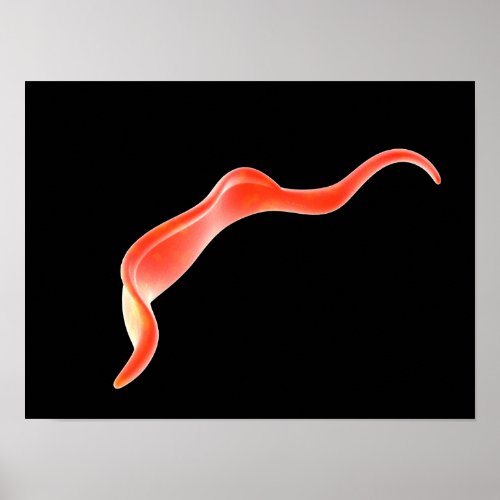 Conceptual Image Of Trypanosoma 2 Poster